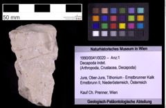 Foto (Objekt + Etiketten) von Decapoda indet. (NHMW-GEO-1990-0041-0020)